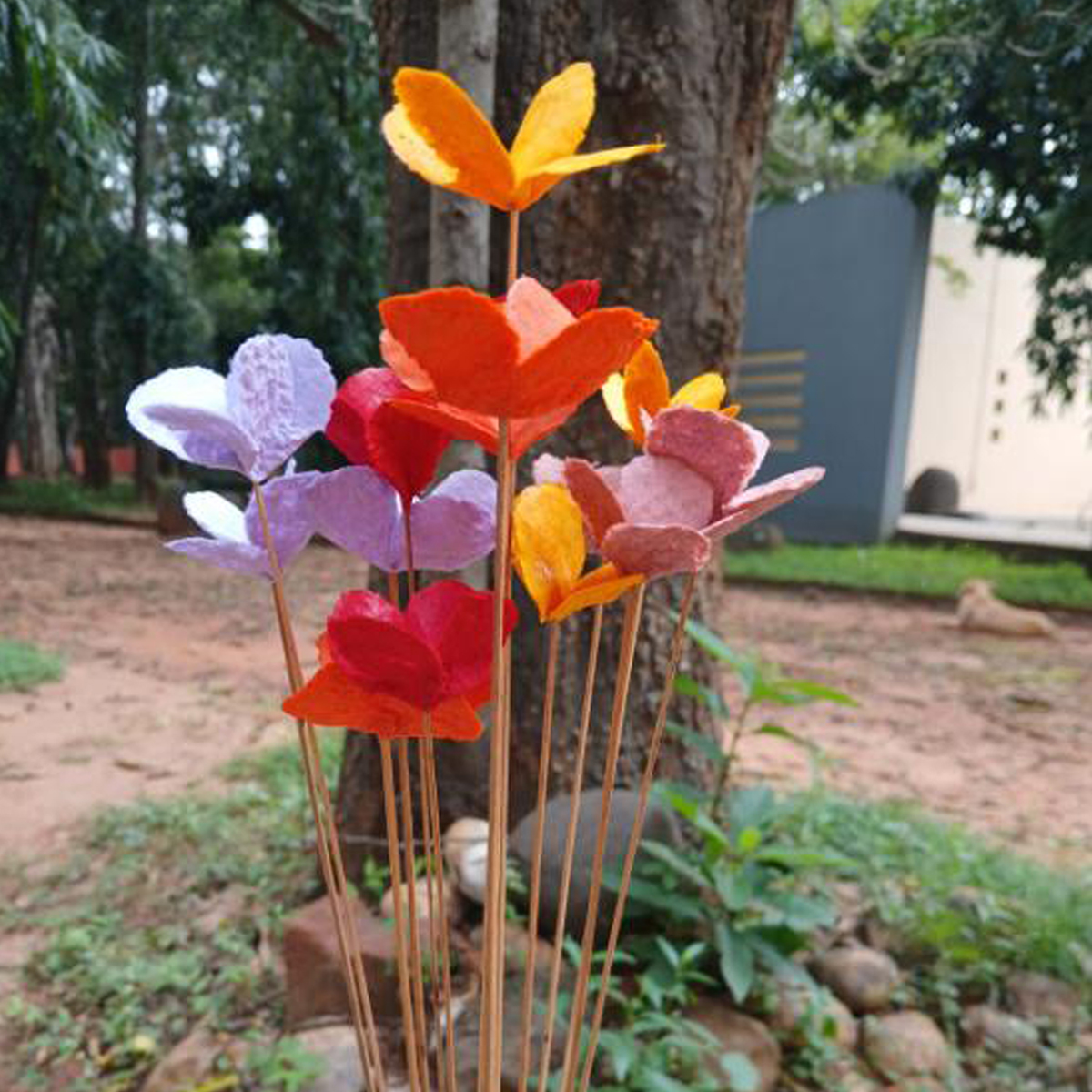 FL28-mo Daisy Morning