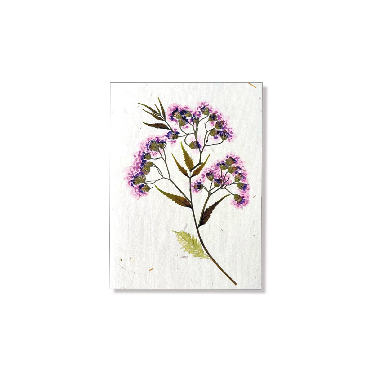 PU425e_Grusskarte_Hand-painted-Bluetendolden-Pink