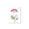 PU425i_Grusskarte_Hand-painted_Dolde-violett PU425i_Grusskarte_Hand-painted_Dolde-violett